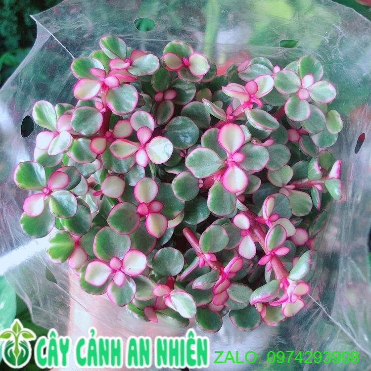 Cây Cành Vàng Lá Ngọc
