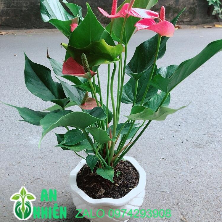 Chậu Cây Hồng Môn Size Lớn