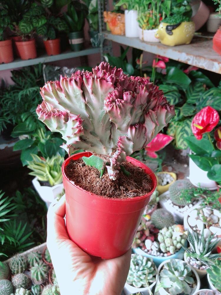 Xương Rồng Vạn Lý Đỏ