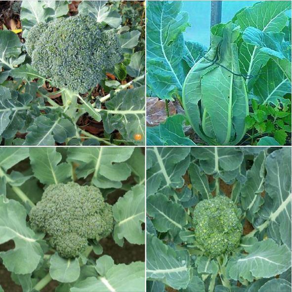 Bộ 5 gói Hạt Giống Súp Lơ Xanh Bông Cải Xanh-1 gói 30 hạt-tặng kèm 1 phân bón