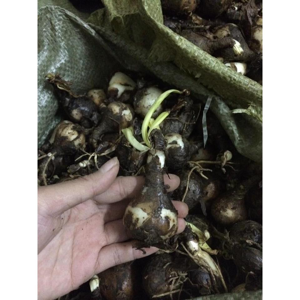 Siêu kích thích ra rễ