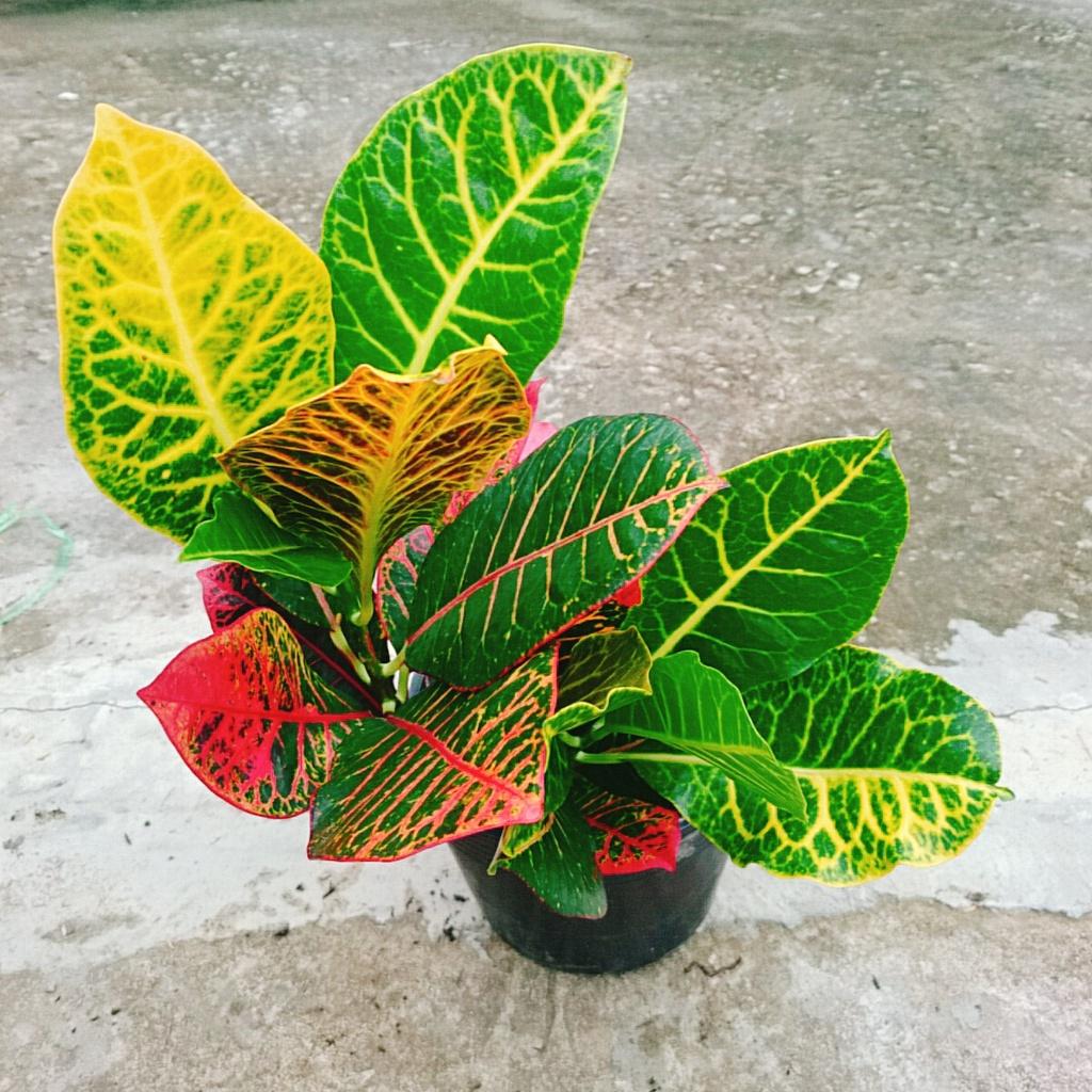 Cây Lá Màu Coton - Cây cảnh để bàn + Tặng phân bón cho cây