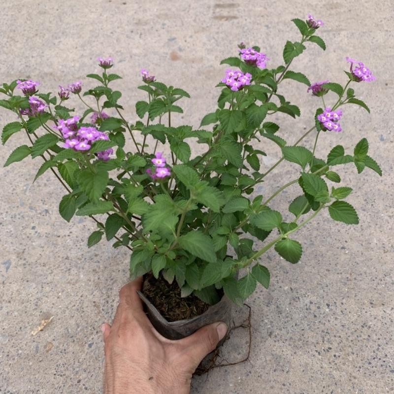 Cây ngũ sắc tím rủ thân leo dài 15cm, nở hoa quanh năm sống cực tốt, cây hoa cảnh trồng trang trí ban công, sân vườn
