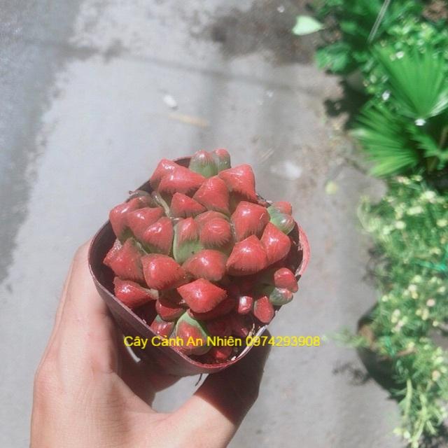 Cây Kim Cương