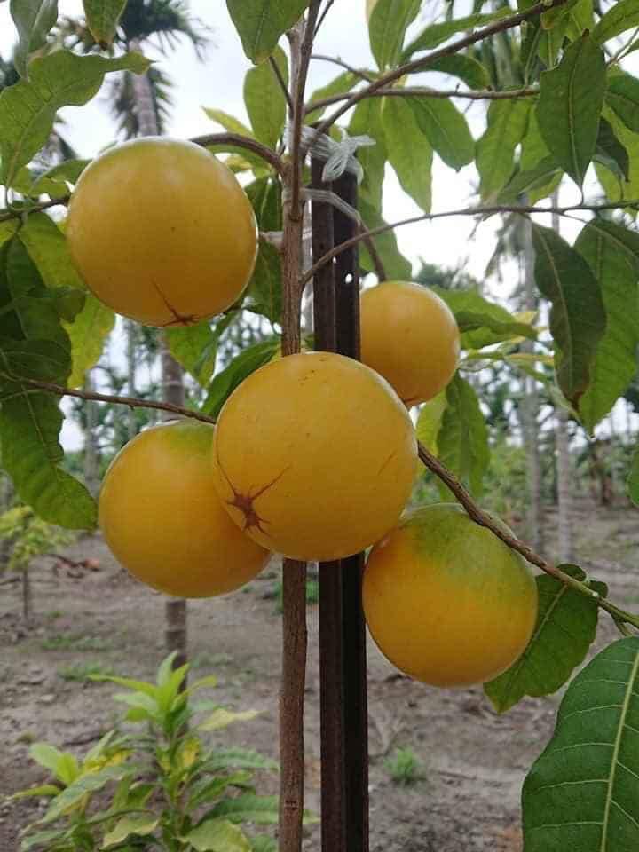 CÂY VÚ SỮA HOÀNG KIM cây đẹp giống chuẩn
