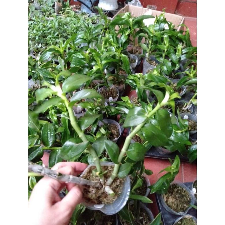 Hoa phong lan trầm thiên long