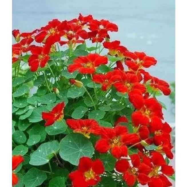 Combo 2 gói Hạt giống hoa Sen Cạn lùn mix màu-gói 15 hạt-tặng kèm gói kích mầm