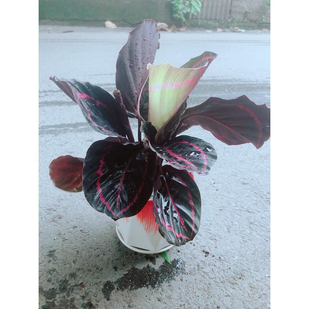 Chậu Đuôi Công Tím