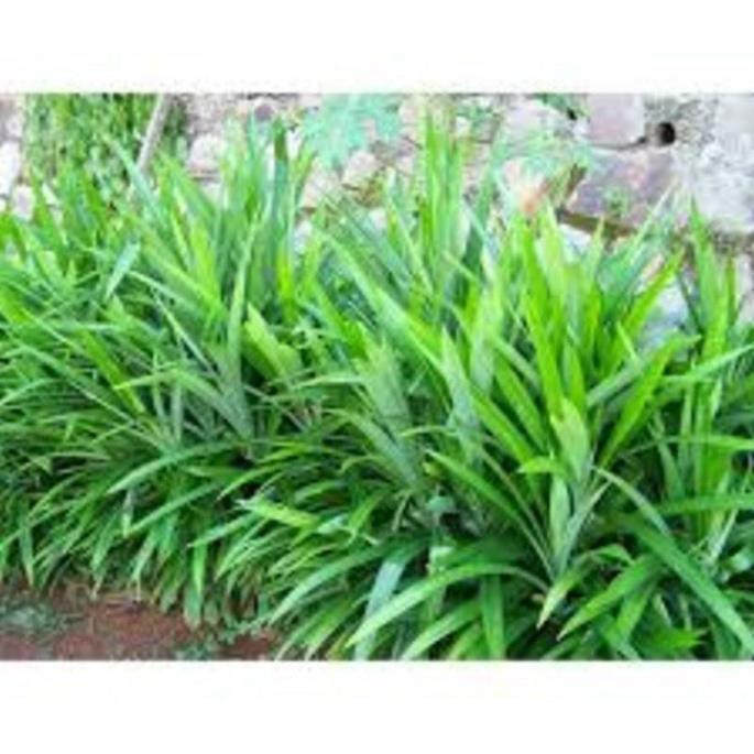 CÂY GIỐNG LÁ NẾP THƠM