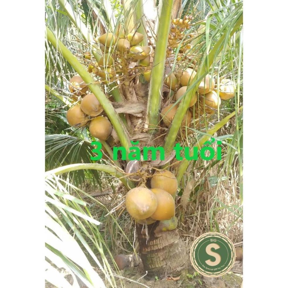 Cây Giống Dừa Mã Lai cho trái sau 2.5 năm trồng ( NHẬN THAM QUAN VƯỜN)