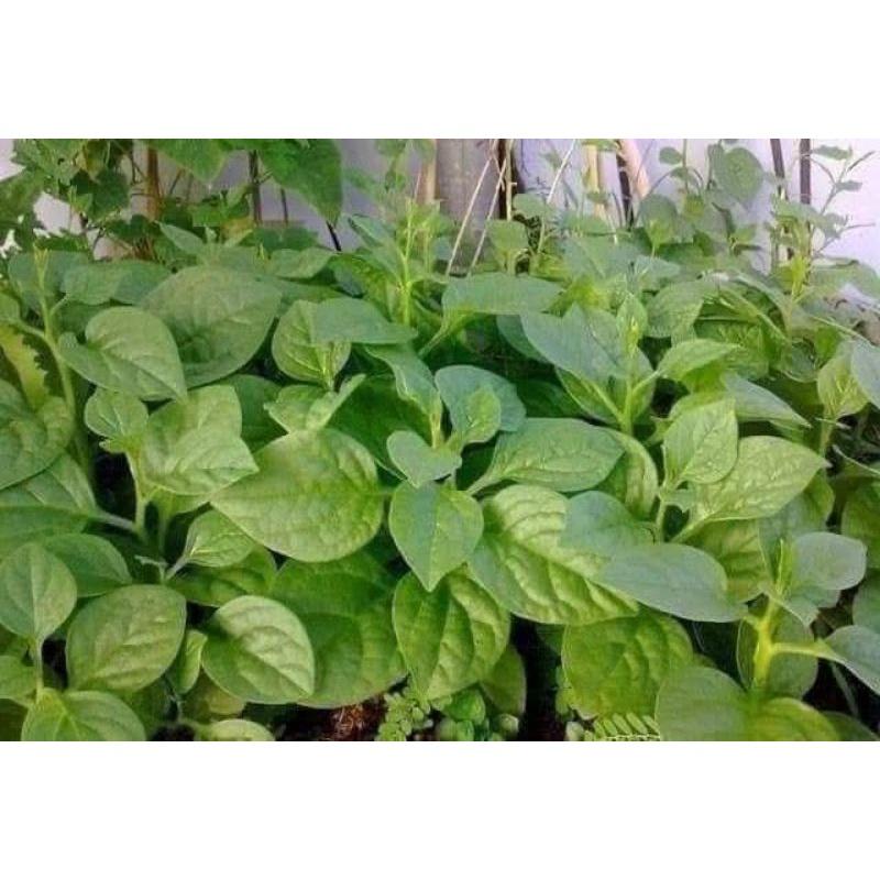 Hạt giống mồng tơi cao sản