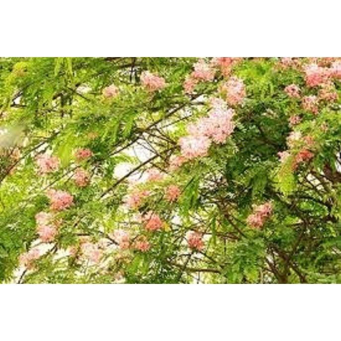 Cây Giống Muồng Hoa Đào - Hoa siêu đẹp