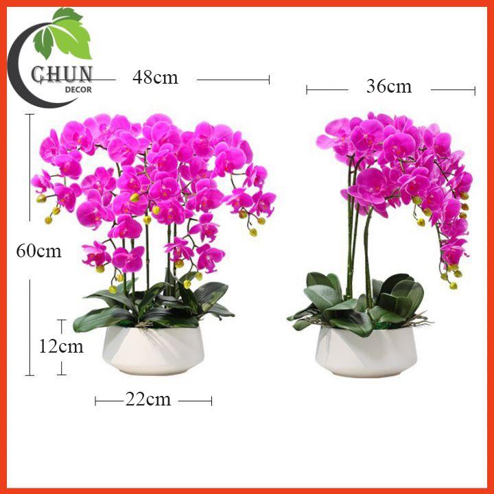 Chậu Lan Hồ Điệp Giả Cao 60cm Trang Trí Nhà Cửa, Cửa Hàng, Văn Phòng, Lớp Học CL5