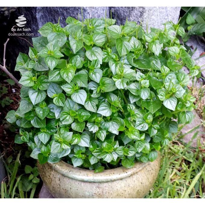 Rau càng cua - bầu cây giống