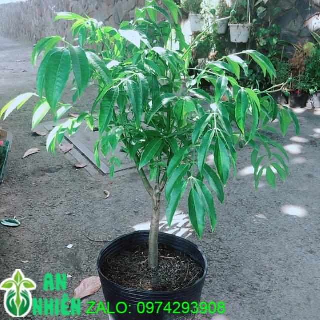 Cây Cóc Cho Sai Trái