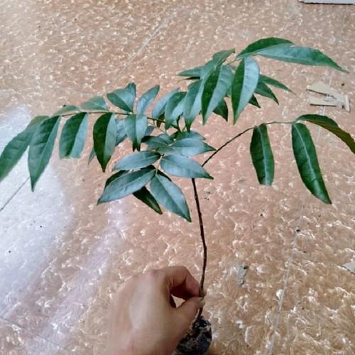 COMBO 10 CÂY GIỐNG CÂY MẮC MẬT , CAM KẾT GIỐNG CHUẨN F1 - CB10CGCMM