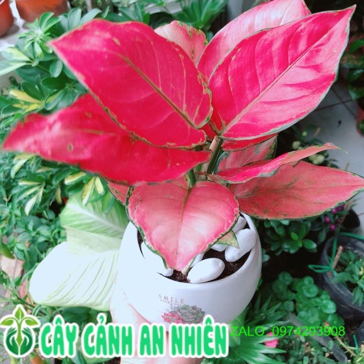 Chậu Cây Vạn Lộc Hồng