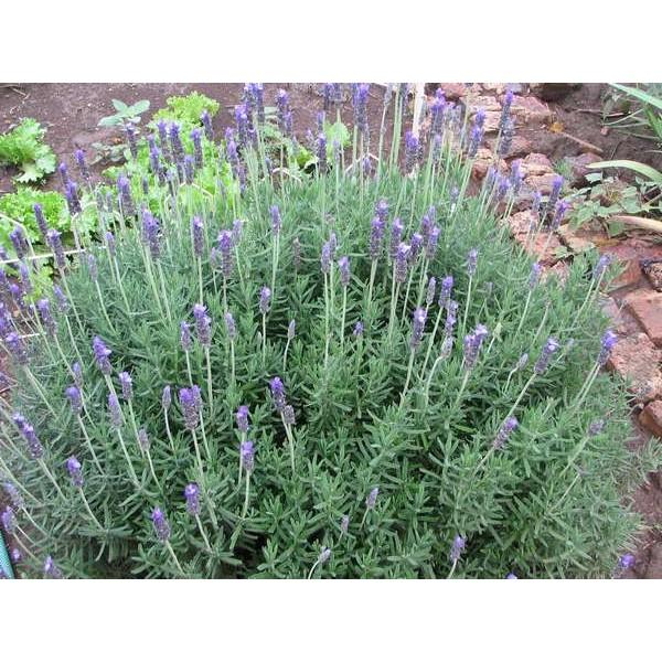 Hạt Giống Cây Hương Thảo Rosemary