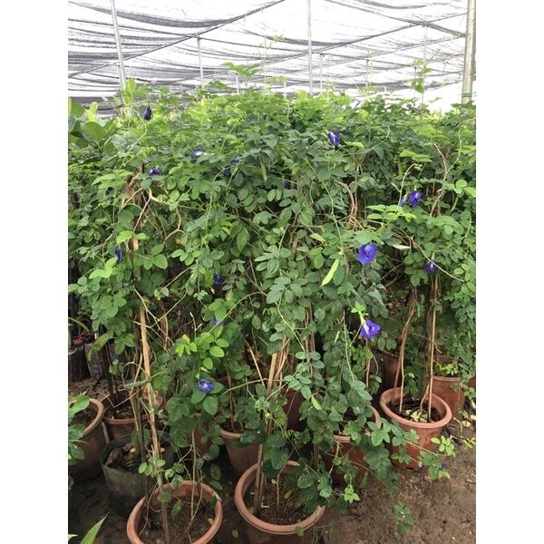 Cây hoa đậu biếc hay bông biếc sử dụng hoa nấu chè, nấu xôi, pha trà uống đều rất hiệu quả.