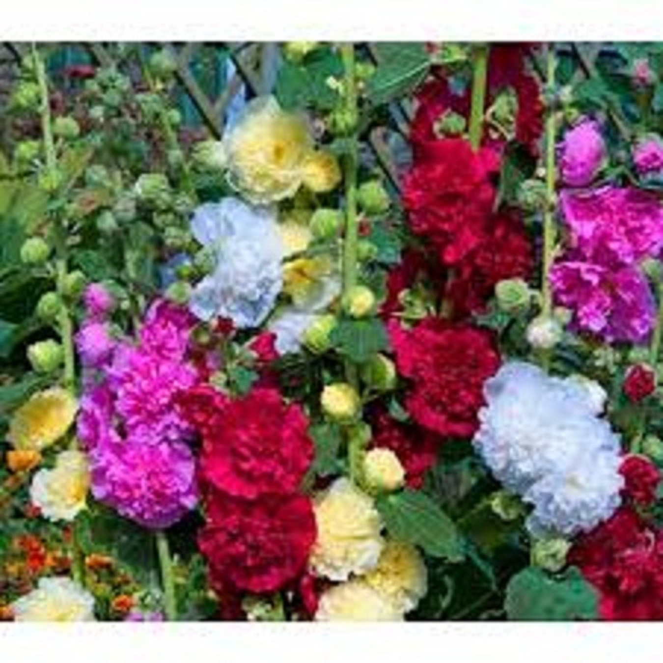 Combo 3 gói Hạt giống mãn đình hồng kép mix màu/gói 50 hạt-tặng kèm gói phân bón lót