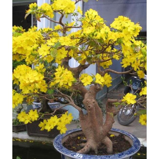 Combo 4 gói Hạt giống hoa mai vàng 5 cánh-gói 25hạt-tặng kèm gói phân bón lót