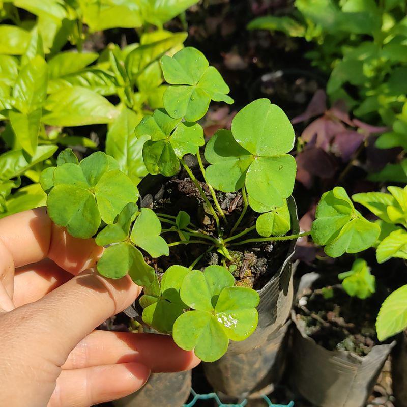 Hạt Giống Cỏ Ba Lá 10gram - Cỏ may mắn giúp trang trí sân vườn, bồn cây, để bàn