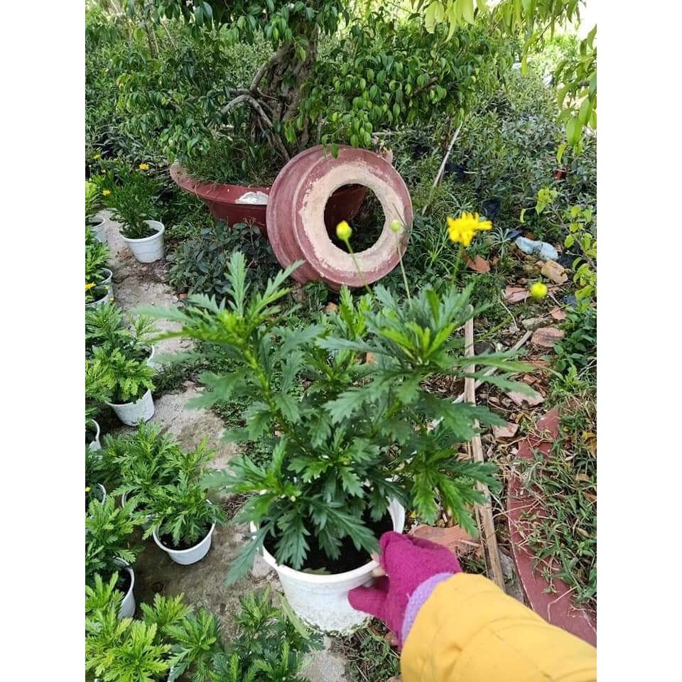 Cây hoa cúc thân gỗ