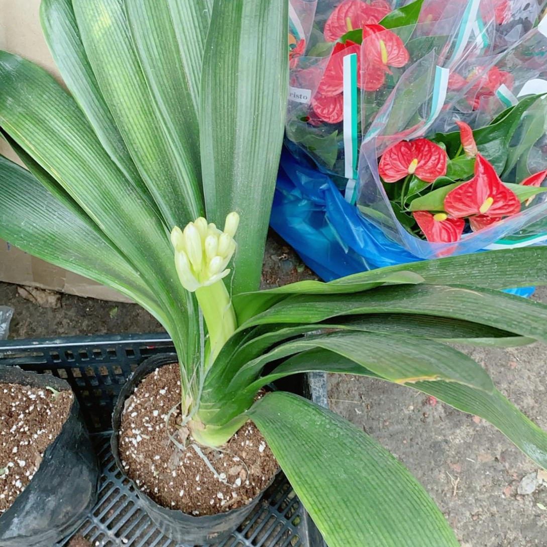 Lan Quân Tử Có Hoa