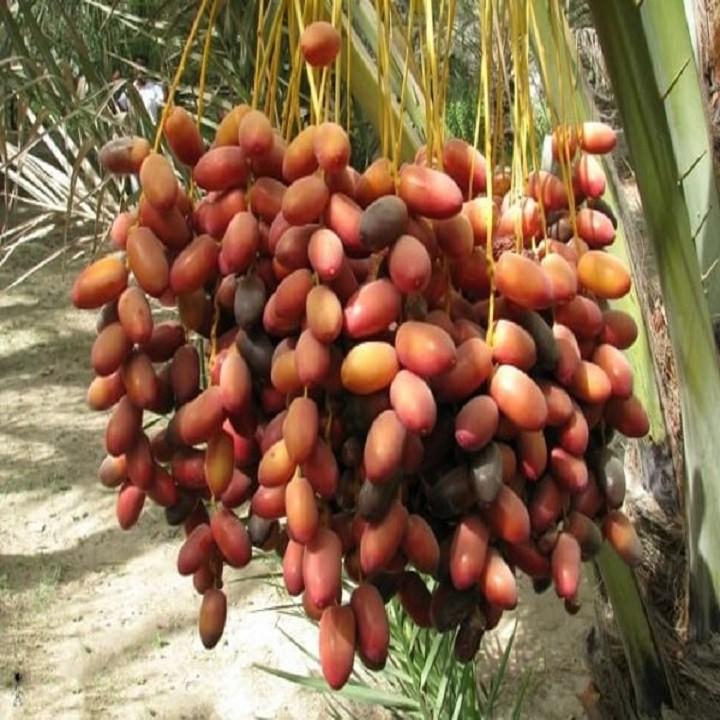 CÂY GIỐNG CHÀ LÀ TRUNG ĐÔNG SIÊU QUẢ SIÊU NĂNG SUẤT