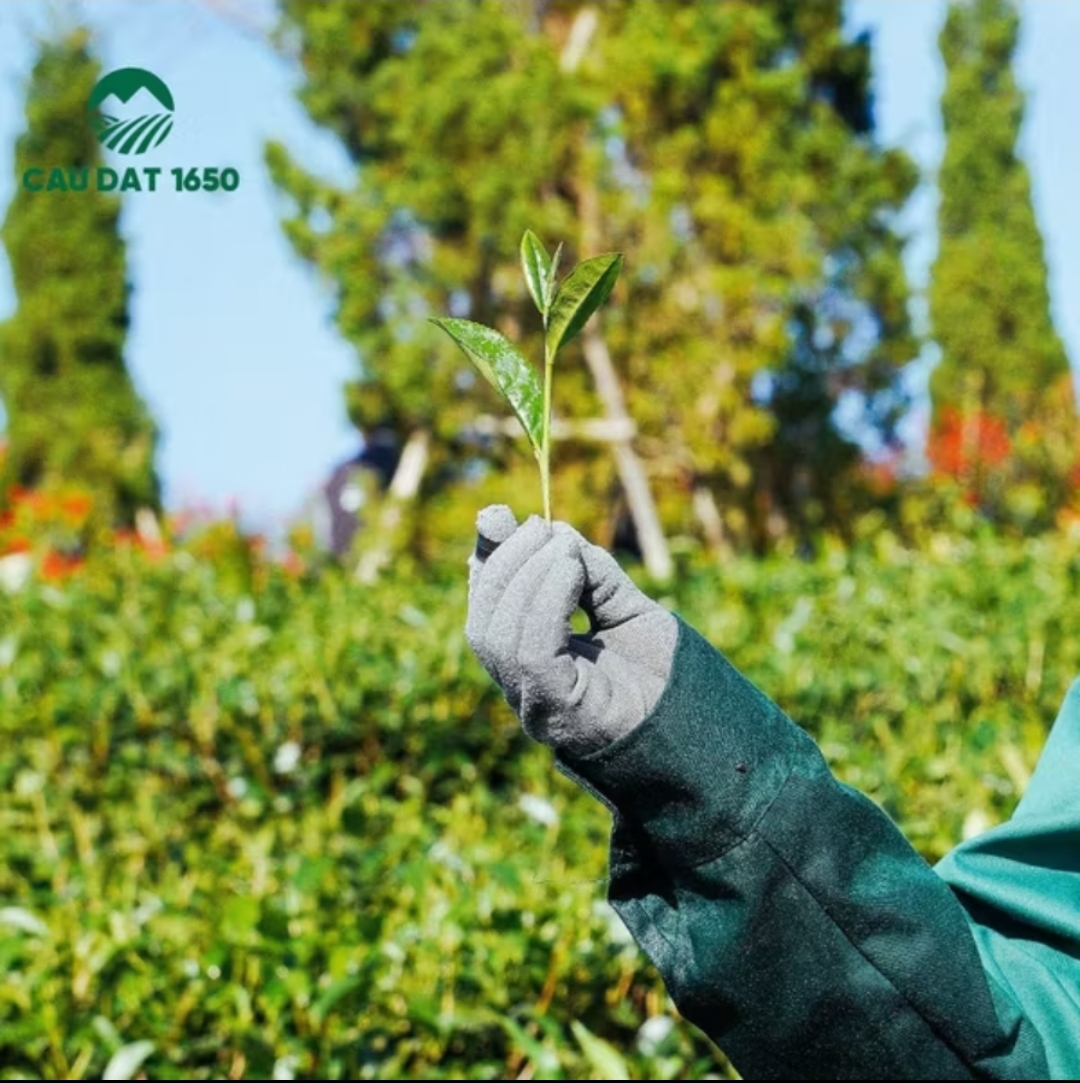 Trà Oolong Cầu Đất 1650 – Túi Giấy 100g | Hương cốm &amp; vị trà đậm – Thanh lọc cơ thể