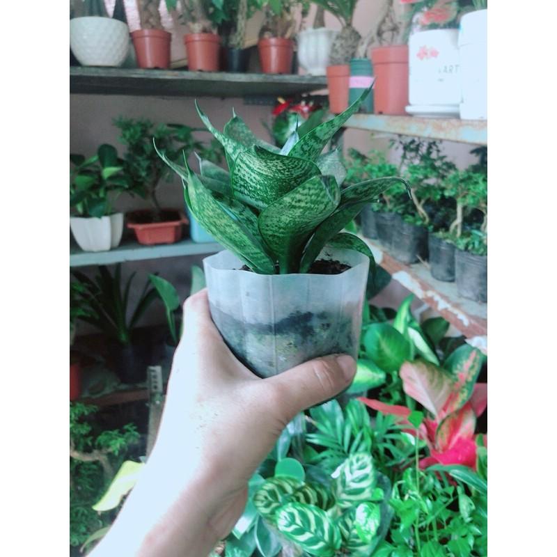 Cây Lưỡi Mèo