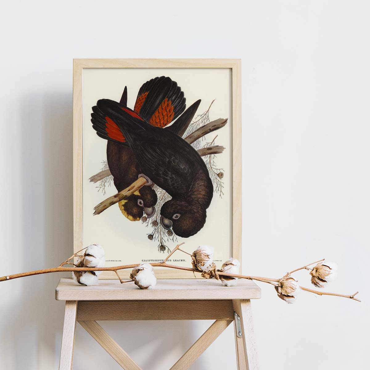 Tranh Canvas treo tường chim vẹt - B018