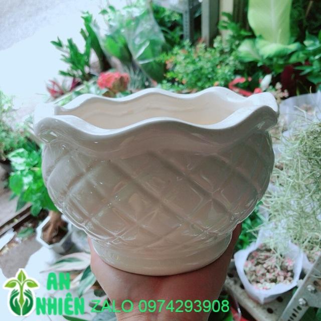 Chậu Trồng Cây