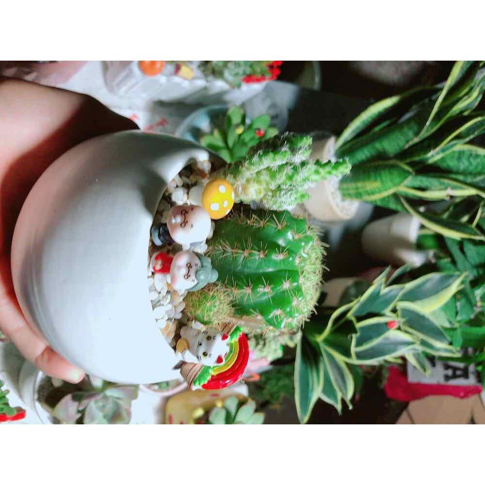 Chậu xương rồng tiểu cảnh Bán Chạy