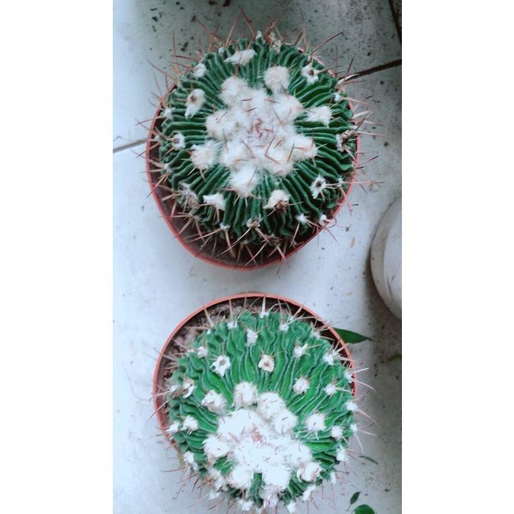 Xương Rồng Trúc Ngọc