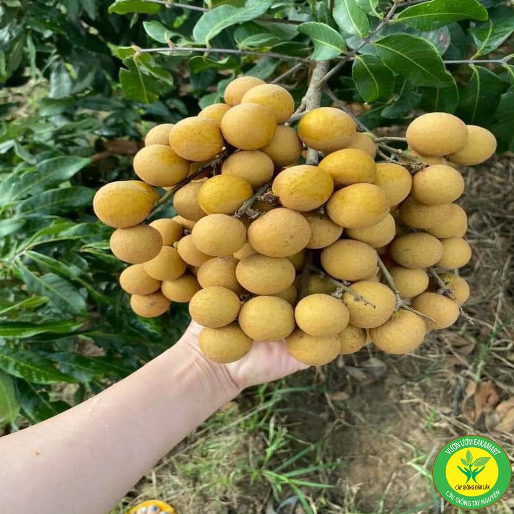 Cây giống Nhãn Không Hạt Thái Lan