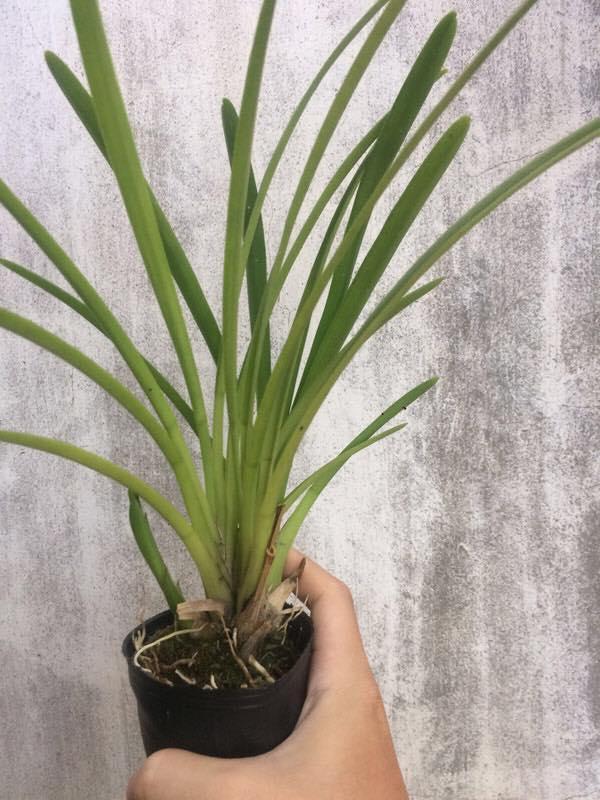 Hoa lan kiếm, hoa lan kiếm đỏ thái lan sản phẩm mới