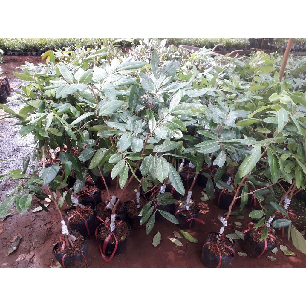 CÂY GIỐNG NHÃN LONG PHỤNG CHÂU. )