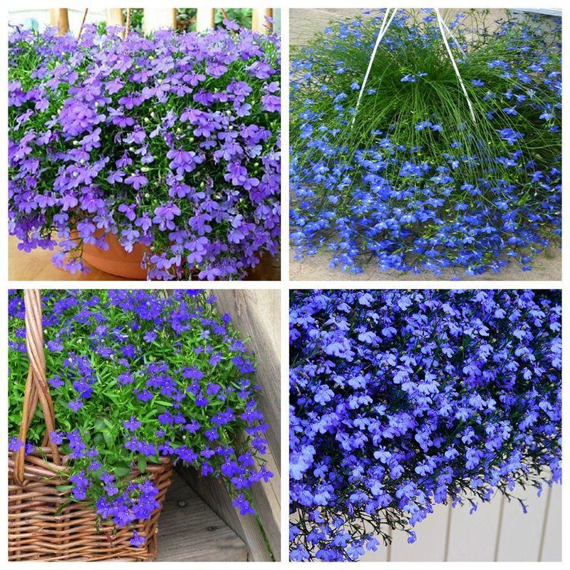 Hạt giống hoa cúc Lobelia Nhiều Màu - 100 hạt/gói