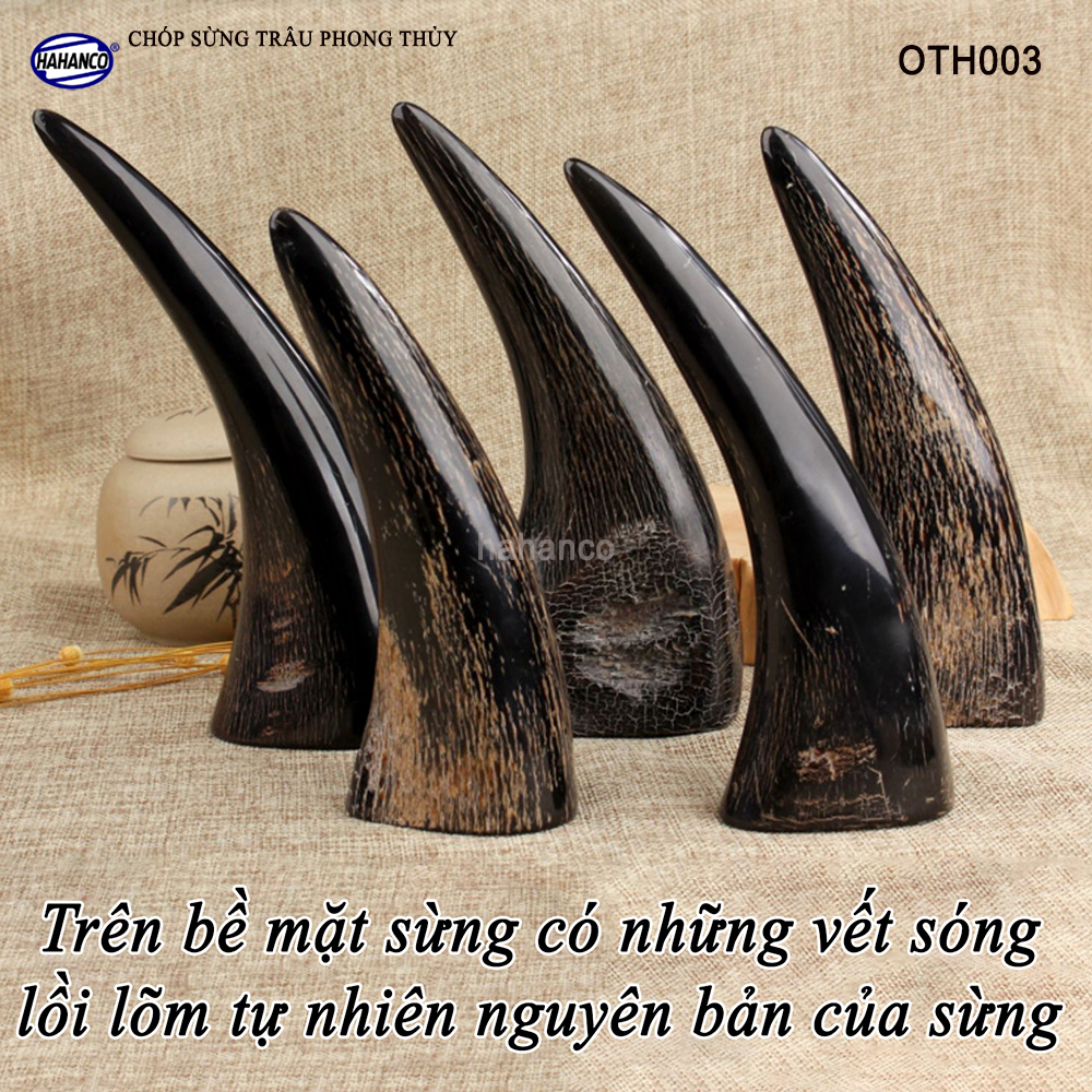 Hình ảnh Chóp sừng trâu vật phẩm phong thủy (OTH003) HOT nhất của năm trâu vàng 2021 - giàu sang - phú quý 