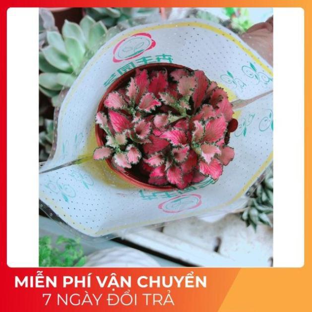 Cẩm Nhung Hồng