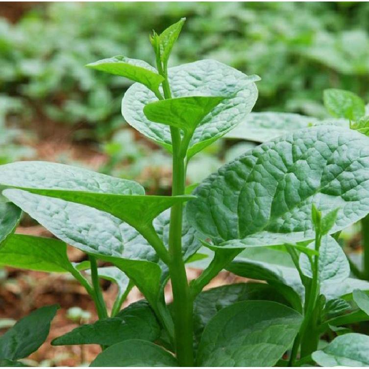 Bộ 2 gói hạt giống rau mồng tơi xanh lá to,-gói 20grm-tặng kèm gói phân bón lót