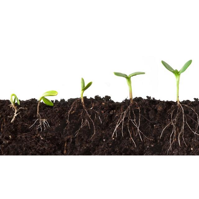 Phân Bón Từ Phân Hữu Cơ HUMIC ACID POWDER Kích Rễ Cải Tạo Đất
