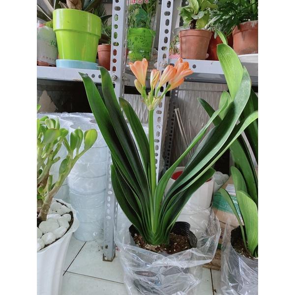 Cây Lan Quân Tử Có Hoa