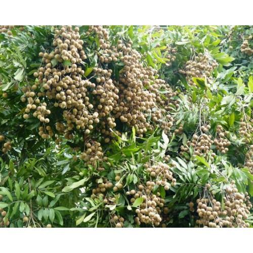 Cây giống NHÃN LỒNG HƯNG YÊN MUỘN - Cây giống chuẩn F1