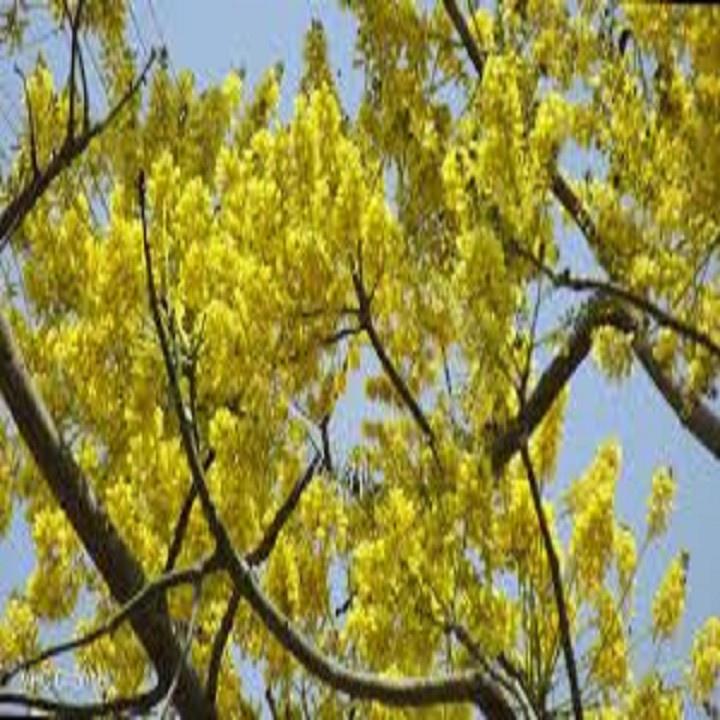 CÂY GIỐNG HOA PHƯỢNG VÀNG SIÊU ĐẸP