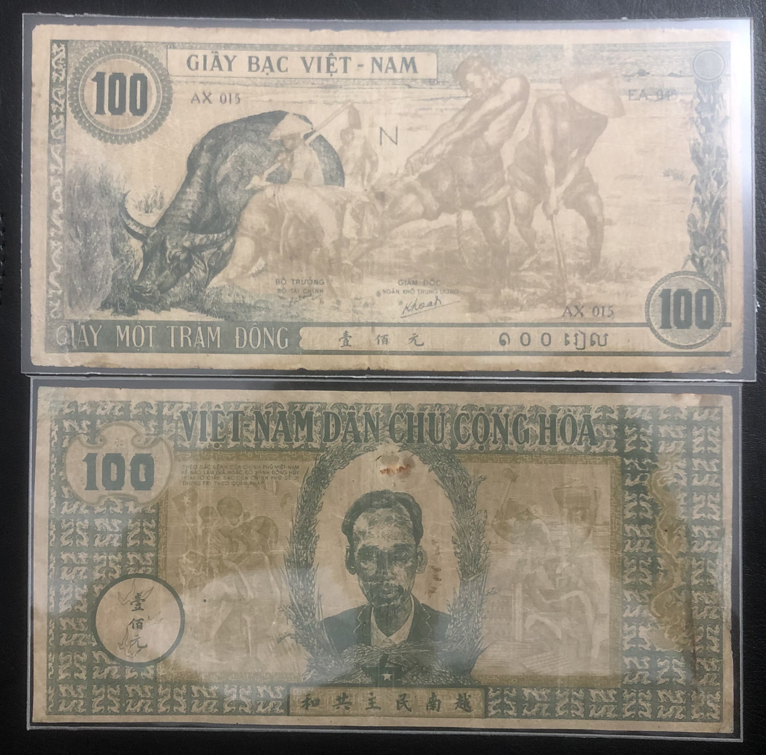 Tiền giấy rơm cụ Hồ, 100 đồng Trâu Xanh, khổ lớn, 1 trong những tờ tiền có kích thước lớn nhất Việt Nam, tặng kèm bao nilong bảo quản