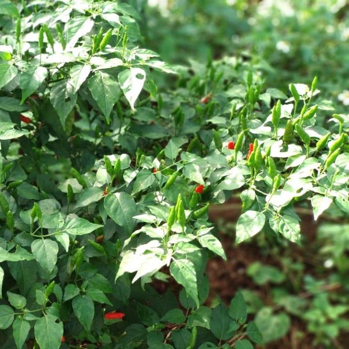 Hạt giống ớt xiêm rừng - Ớt thóc CT57 - Gói 30 hạt