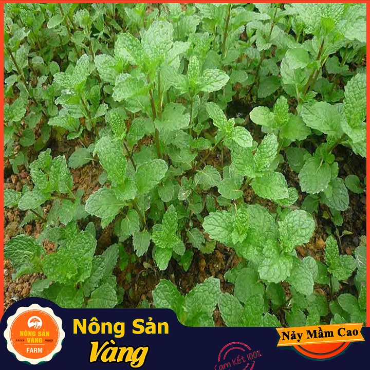 Hạt giống Cây Bạc Hà, Bạc Hà Cay Peppermint ( Gói 100 Hạt ) - Nông Sản Vàng