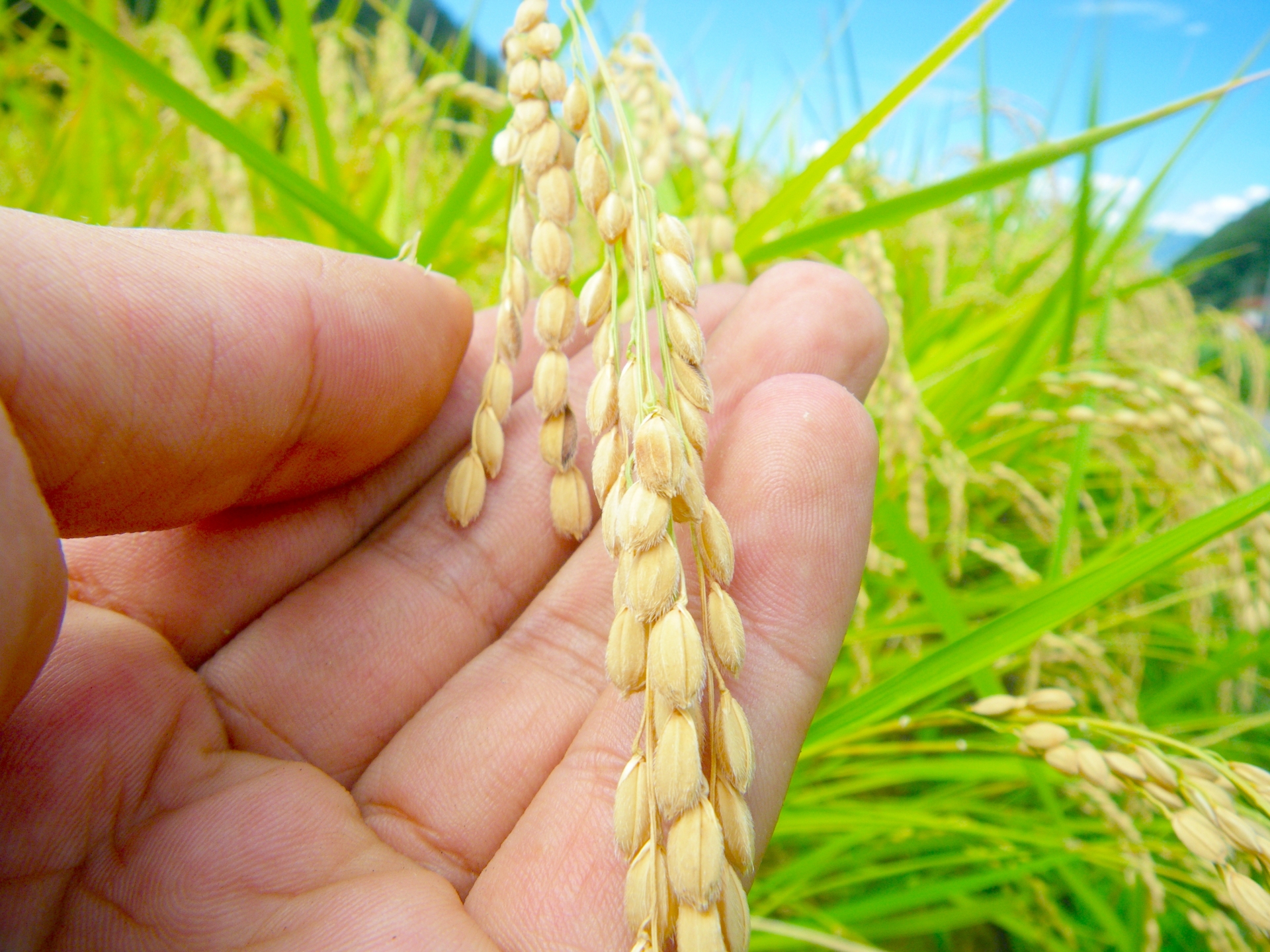 GẠO LỨT NHẬT HOKKAIDO NANATSUBOSHI